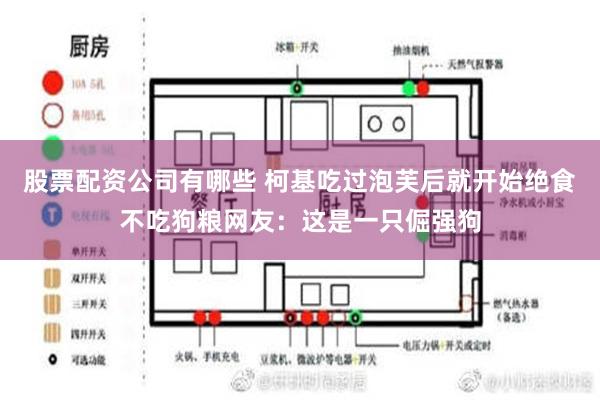 股票配资公司有哪些 柯基吃过泡芙后就开始绝食不吃狗粮网友：这是一只倔强狗